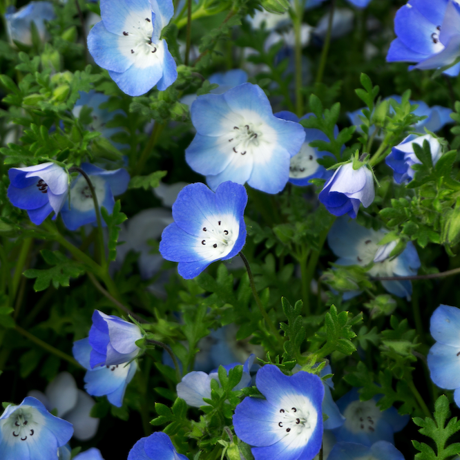 Close-up of baby blue eyes flower seeds with bright blue Nemophila menziesii blooms in the background