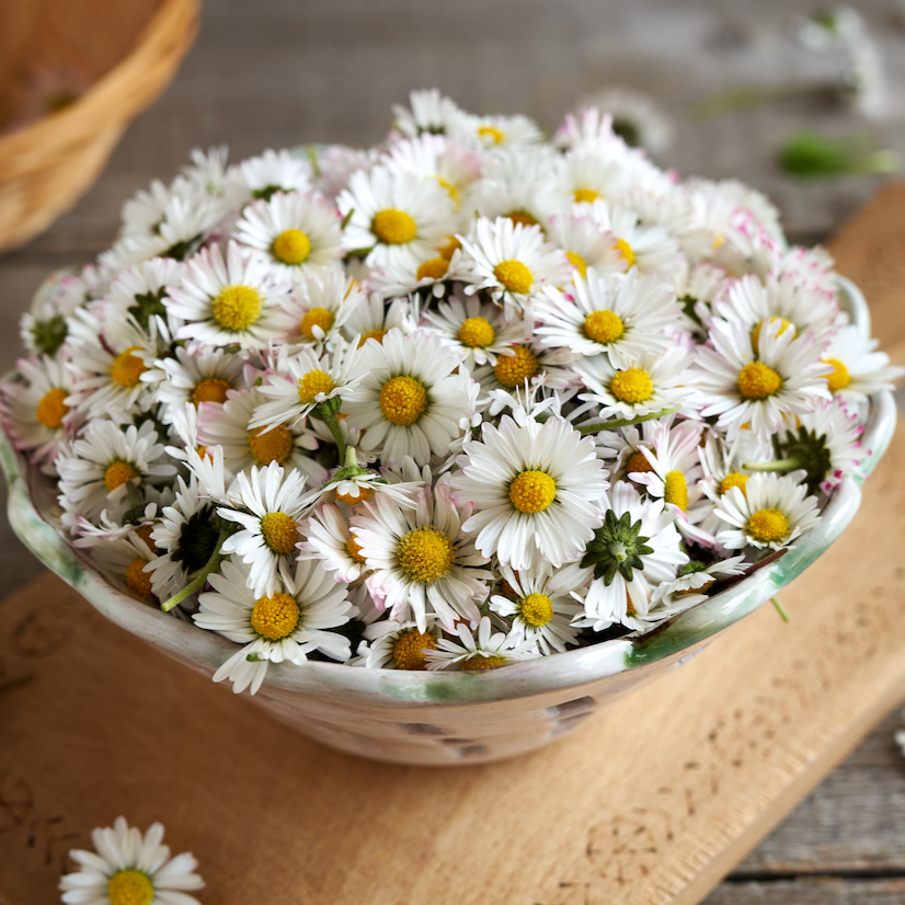 Daisy, English White (Bellis Perennis) Flower seeds