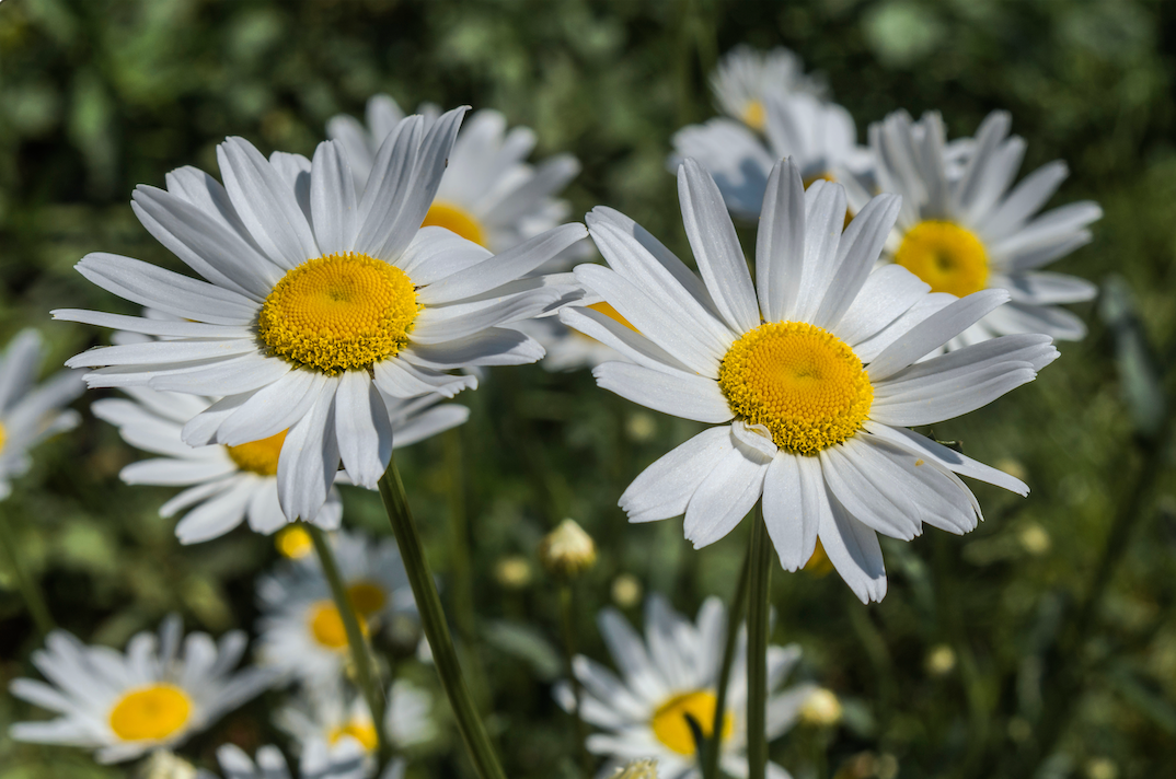 Daisy, Ox-Eye Flower seeds