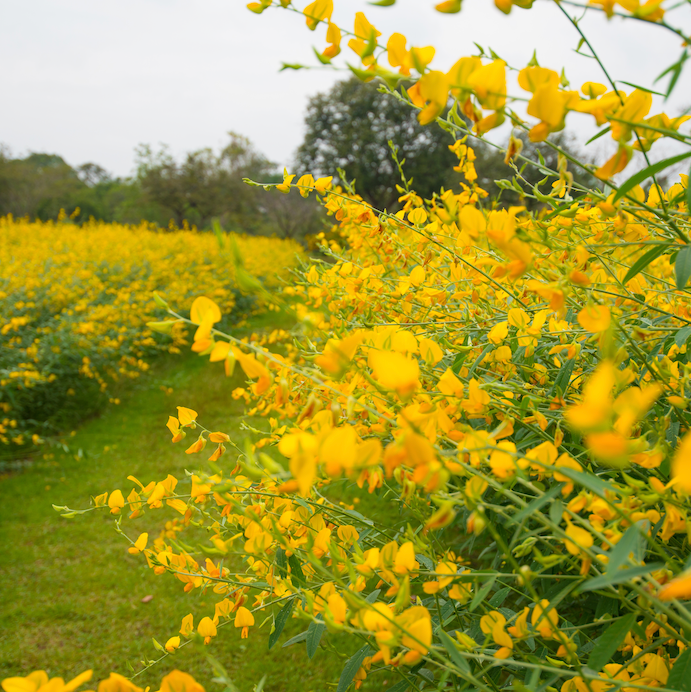 Close-up of new Sunn Hemp seeds used as a cover crop for improving soil fertility and health