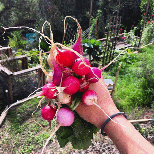 *NEW* Seeds-of-the-Month! | A Premium Monthly Seed Club Subscription