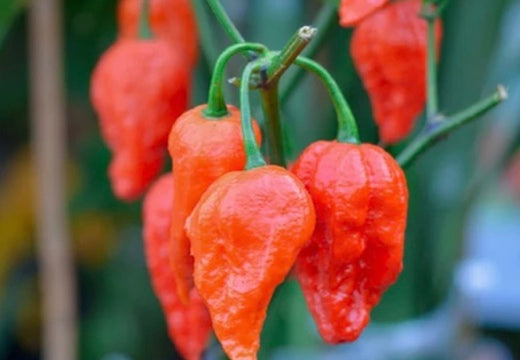 All-in-One WORLD'S Hottest Peppers π₯΅π₯πΆοΈ Variety Pack