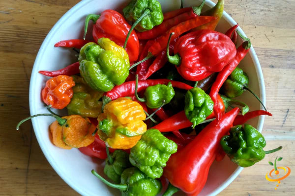 *NEW!* WORLD'S HOTTEST PEPPERS! πΆοΈπ₯π₯΅ Variety Pack