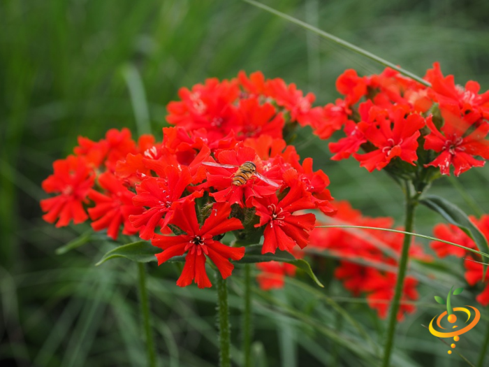 Bright red Lychnis chalcedonica wildflower in SeedsNow hummingbird and butterfly scatter garden seed mix.