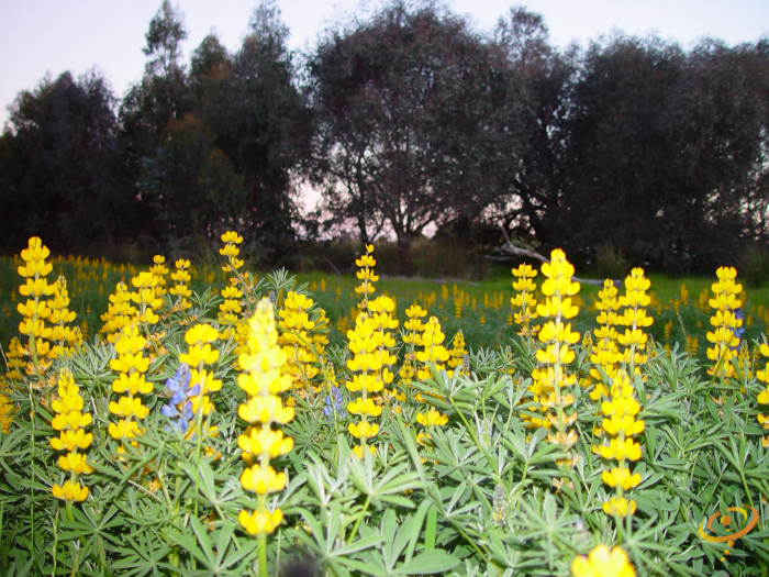 Yellow lupine wildflowers from SeedsNow Lupine Scatter Garden Seed Mix in full bloom, natural garden scene with vibrant yellow flowers