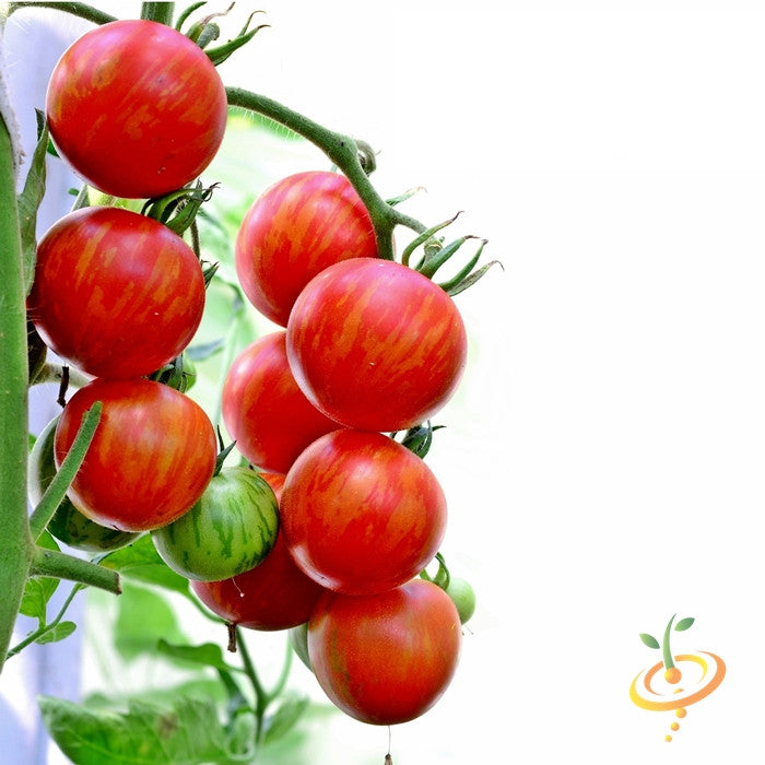 Cluster of ripe red and orange striped Tigerella tomatoes on the vine, showcasing high quality heirloom organic Tomato Tigerella seeds.