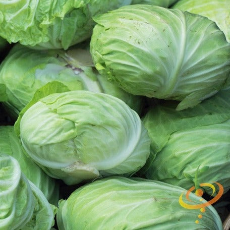 Fresh green heads of Charleston Wakefield cabbage closely packed together