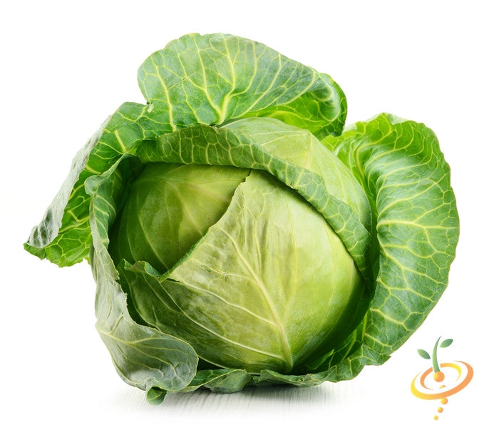 Fresh large drumhead cabbage with green outer leaves on white background