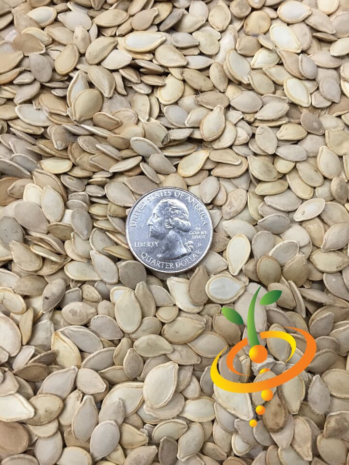 Close-up of mixed gourd seeds with a U.S. quarter for size comparison