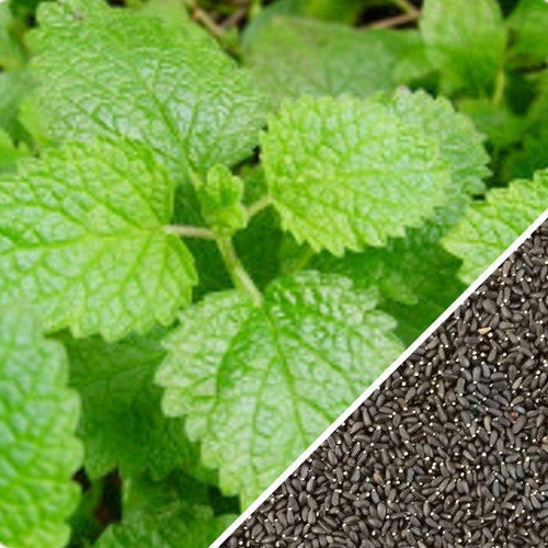 Lemon Balm seeds from SeedsNow, small green seeds for growing Lemon Balm herb in garden or pots.