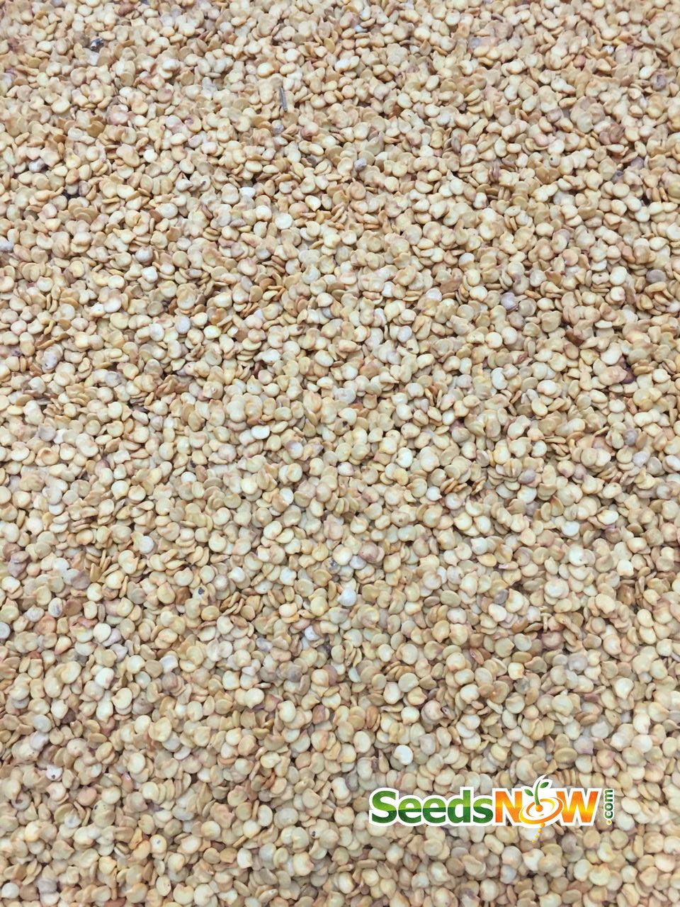 Pepper - Purple Tiger.