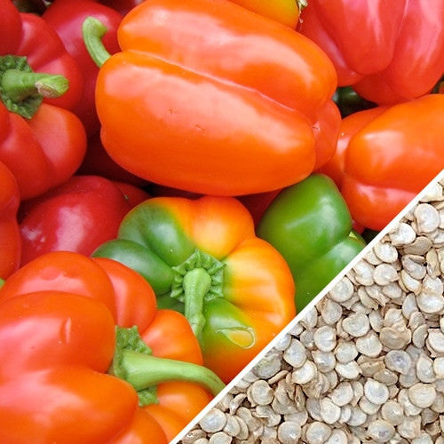 California Wonder peppers in various ripening stages with seeds close-up