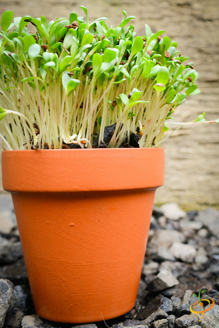Fresh green alfalfa sprouts growing in a terracotta pot on a gravel surface
