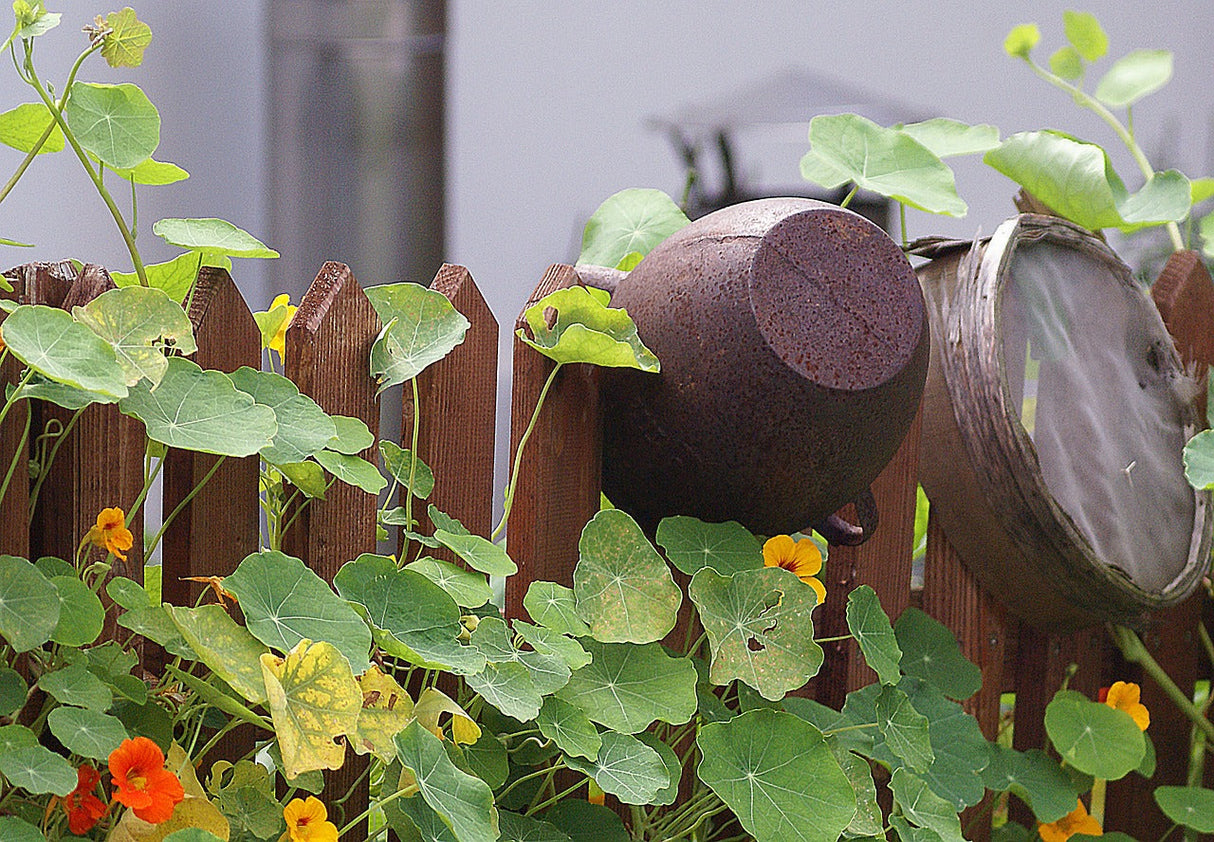 Colorful Nasturtium Tall Trailing Mix flower seeds in a pot, showcasing vibrant blooms and lush green foliage.
