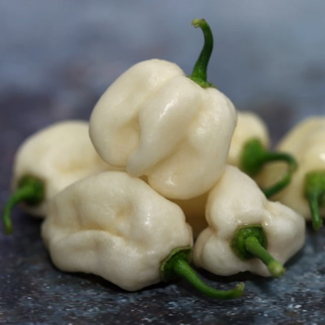 Pepper (Hot) - Habanero, White π₯π₯π₯π₯ - SeedsNow.com