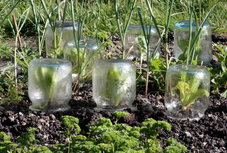 How to Use a Mason Jar as a Cloche