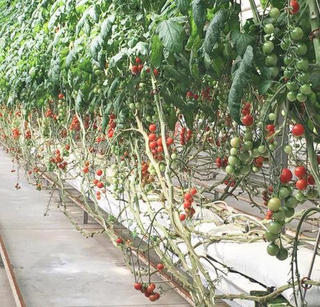 Meet @Farmer_Rudd! The Hydroponic Farmer in Charleston, South Carolina