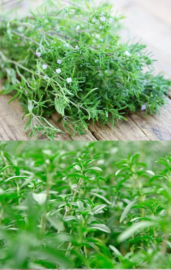 All Summer Savory Herb Seeds