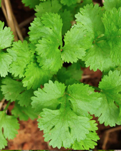 All Cilantro Seeds