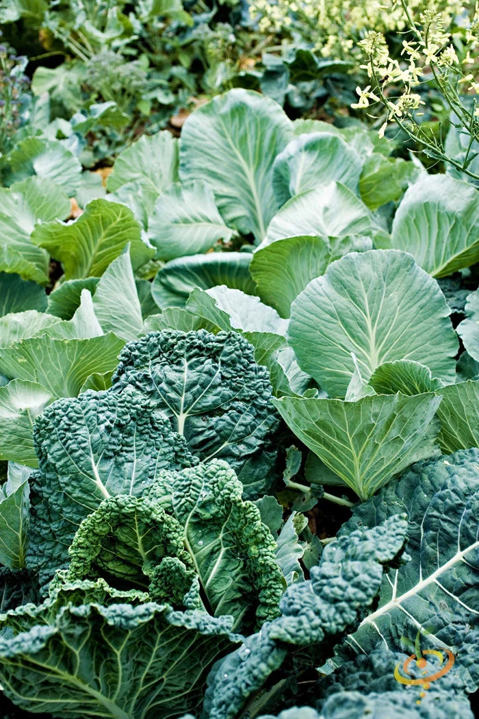 Explore top companion plants for collard greens to boost growth and health. Discover ideal plants to grow alongside collard greens to boost collard greens growth.