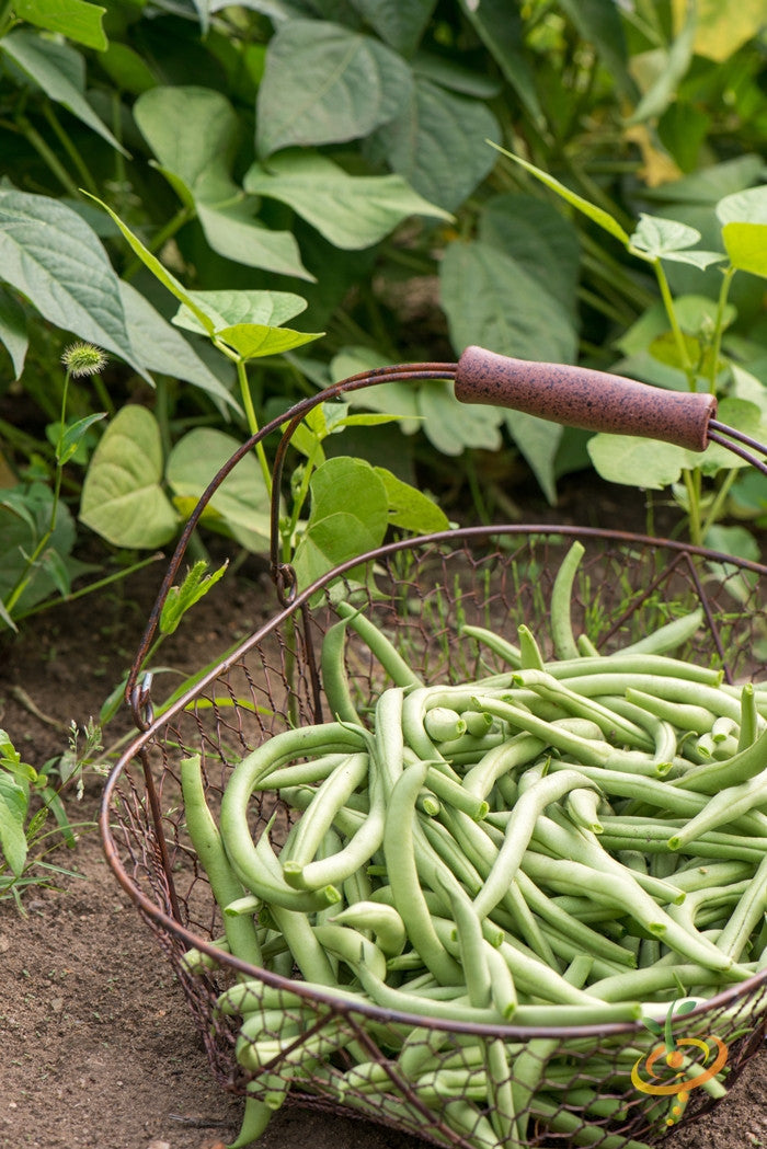 *FREE GIFT-of-the-MONTH* BUSH BEAN SEED KIT!