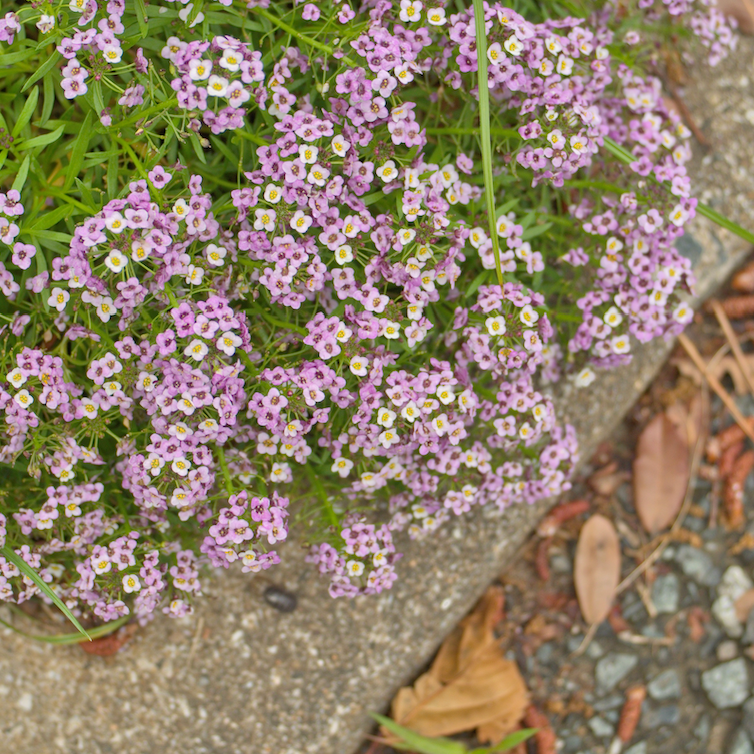 Alyssum, Royal Carpet Flowers