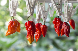 *NEW!* WORLD'S HOTTEST PEPPERS! 🌶️🔥🥵 Variety Pack