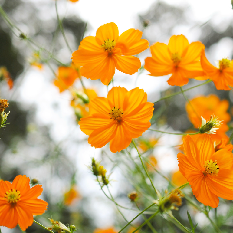 Flowers - Cosmos, Orange Sulphur