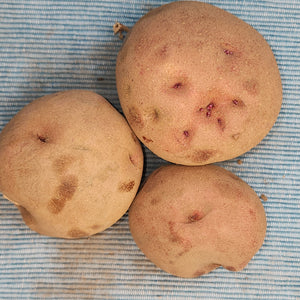 Potato (Mid-Season) - Red Pontiac (Organic rounds)