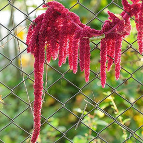 Red Garnet Amaranth seeds from SeedsNow, showing small, vibrant red seeds suitable for planting or culinary use.