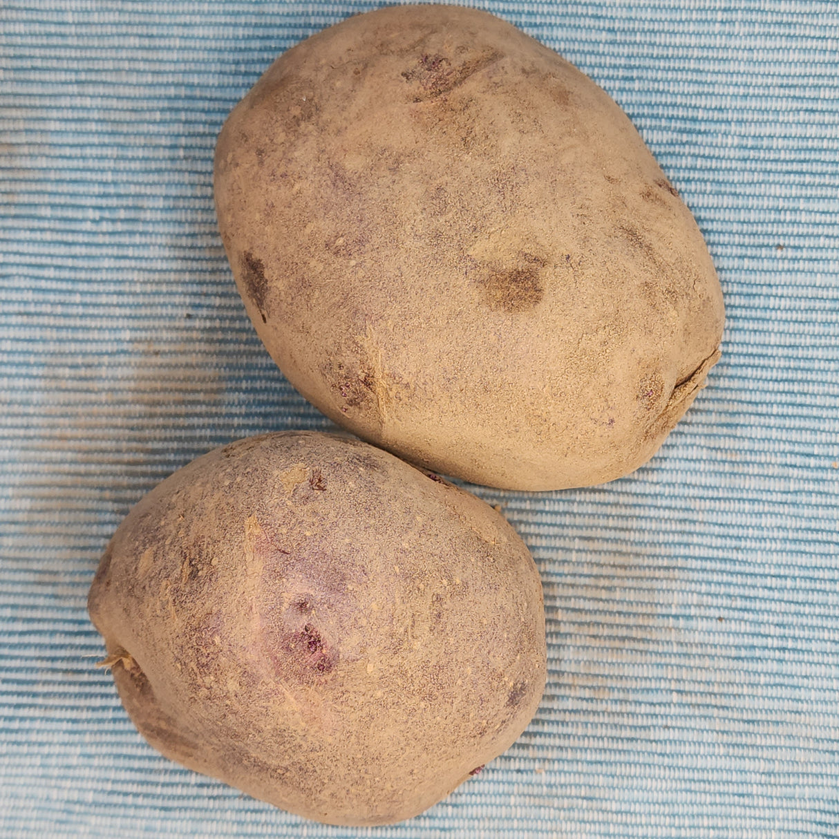 Potato (Early-Season) - Viking, Purple (Organic rounds)