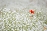 Wildflowers - Moist Area Scatter Garden Seed Mix - SeedsNow.com