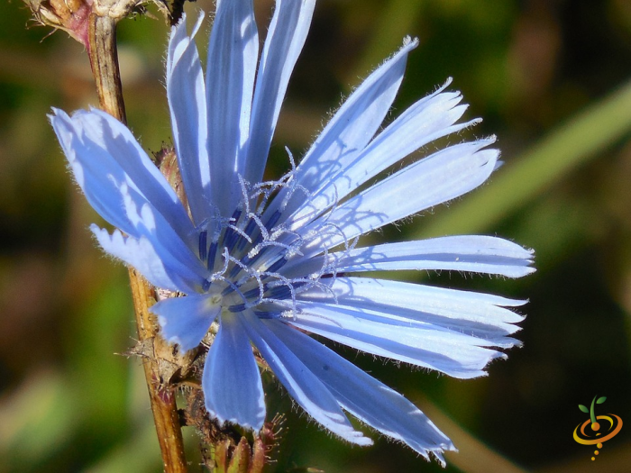 Wildflowers - Annual Cut Flower Scatter Garden Seed Mix - SeedsNow.com