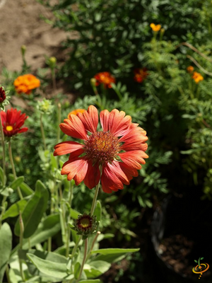 Wildflowers - Dryland Scatter Garden Seed Mix - SeedsNow.com