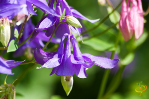 Wildflowers - Partial Shade Scatter Garden Seed Mix - SeedsNow.com