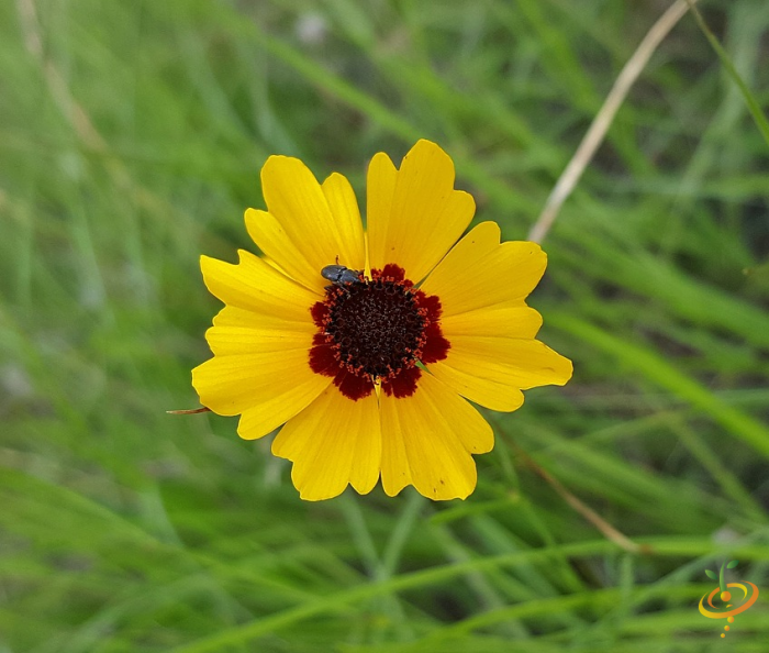 Wildflowers - Annual Cut Flower Scatter Garden Seed Mix - SeedsNow.com