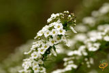 Wildflowers - Exotic Mountain Scatter Garden Seed Mix - SeedsNow.com