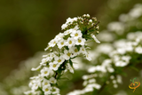 Wildflowers - Annual Cut Flower Scatter Garden Seed Mix - SeedsNow.com