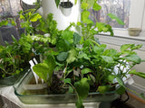 All-in-One Tower Garden Variety Pack - SeedsNow.com