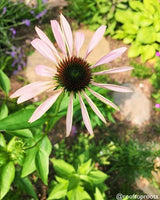 Wildflowers - Coneflower Scatter Garden Seed Mix - SeedsNow.com