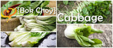 Cabbage - Bok Choy (Pac Choi).