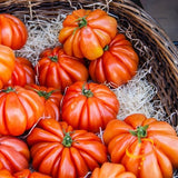 Tomato - Beefsteak, Ponderosa Red (Indeterminate) - SeedsNow.com