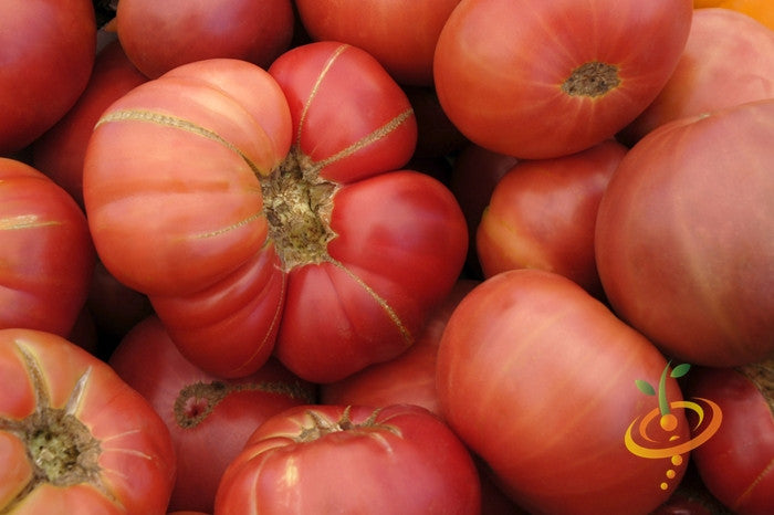 Tomato - Brandywine, Pink [INDETERMINATE].