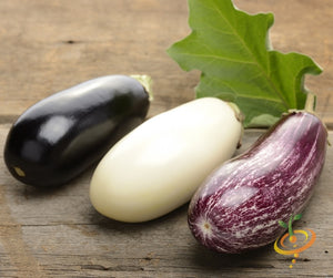 Eggplant - Casper.