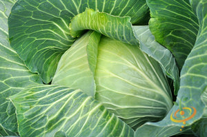 Cabbage - All Season.