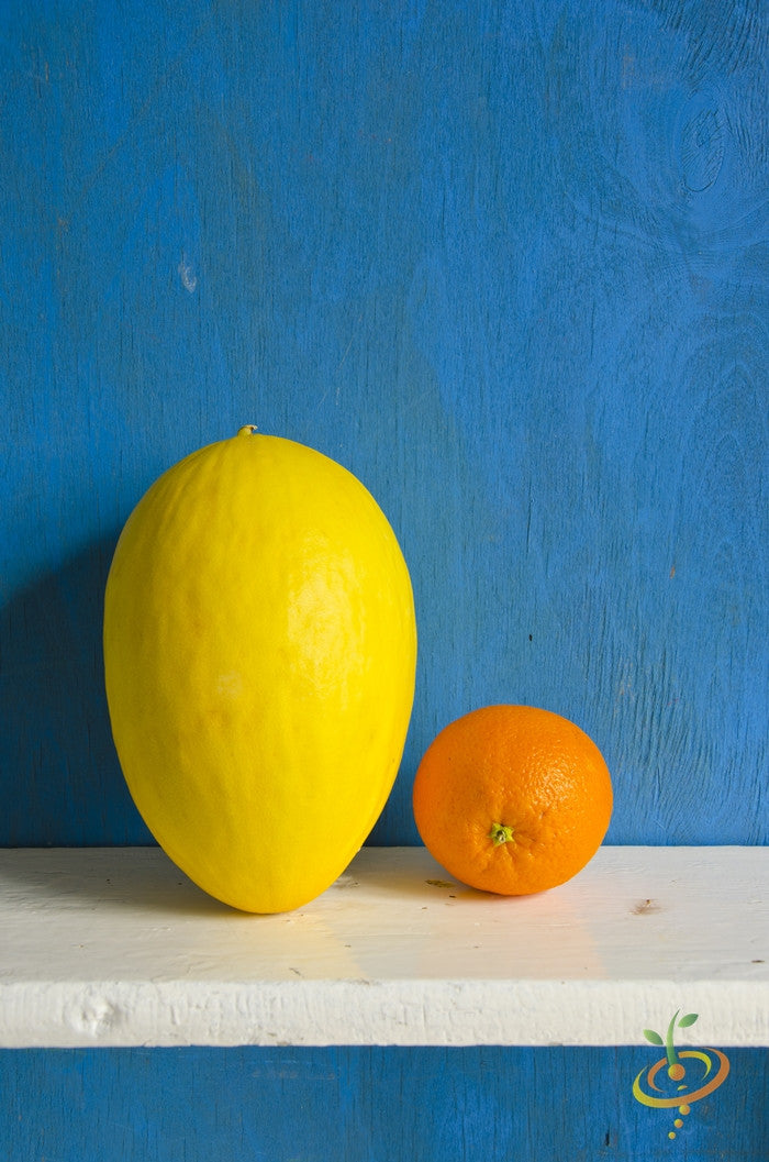 Melon - Amarillo Oro.