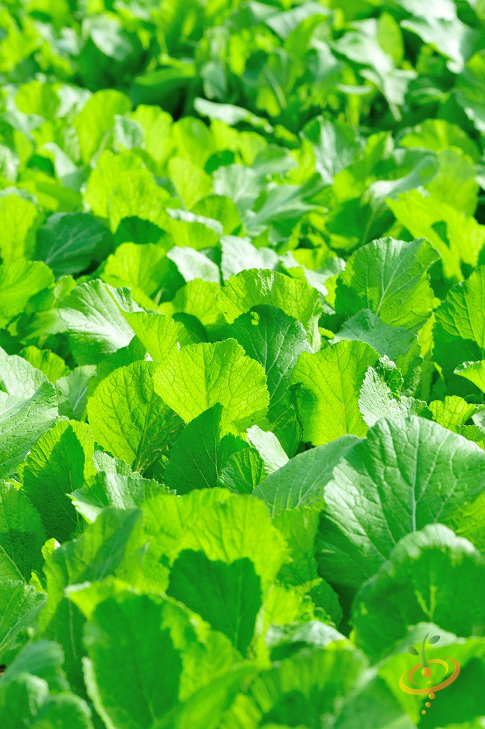 Mustard - Florida Broadleaf.