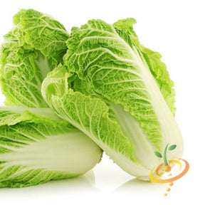 Fresh Michihili cabbage heads with light green tender leaves on white background