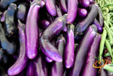 Eggplant - Long Purple Italian.