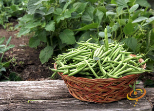 Bean (Bush) - Harvester.